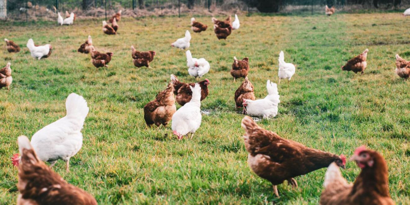NL_grippe aviaire